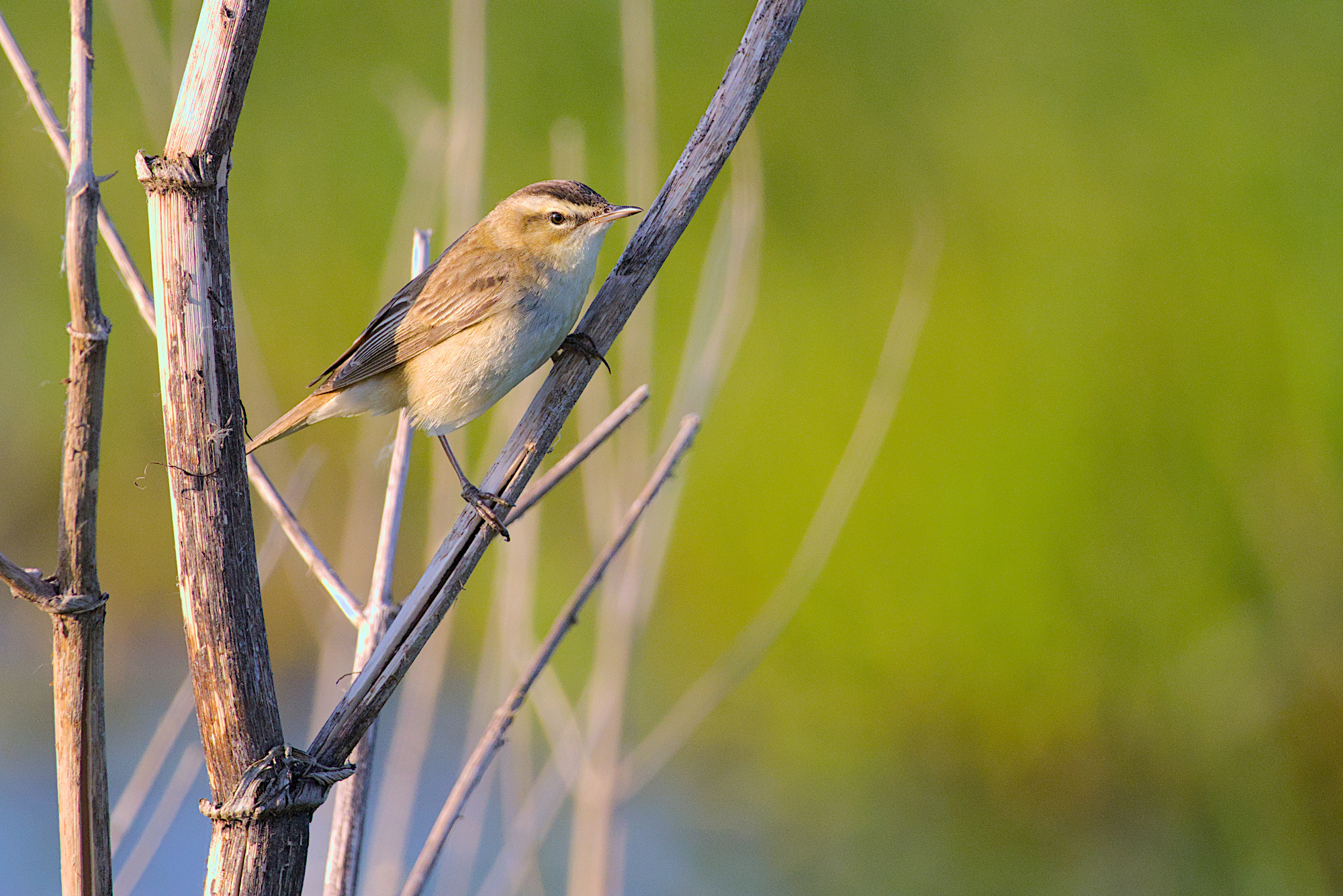 Schildrohrsänger in der Abendsonne